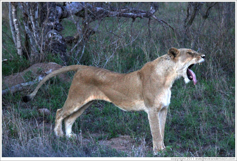 Lion yawning.