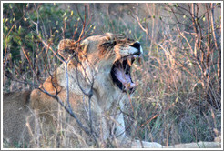 Lion yawning.