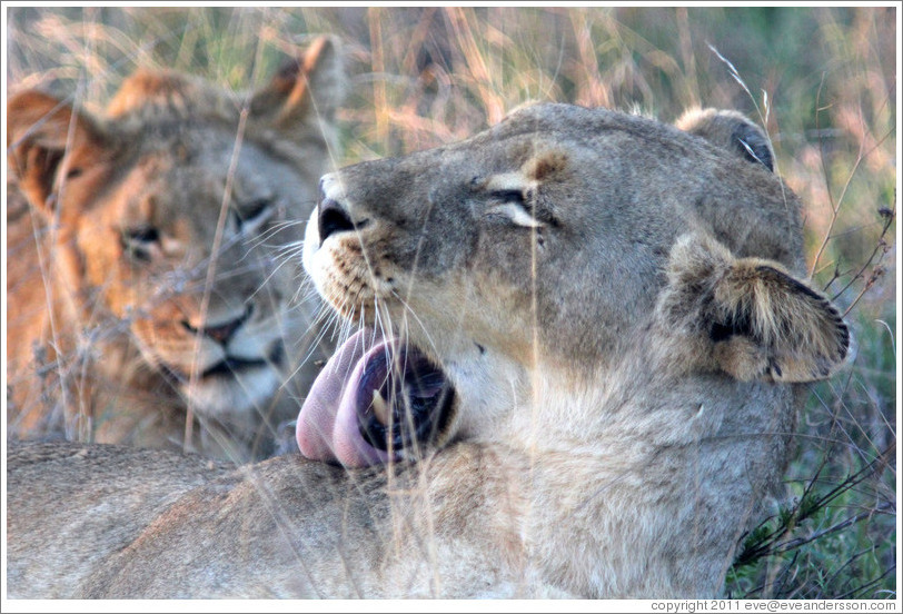 Lioness licking herself.