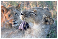Lioness licking herself.