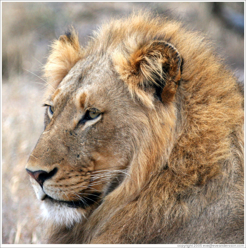 Lion Photo Id 11727 Timbavat