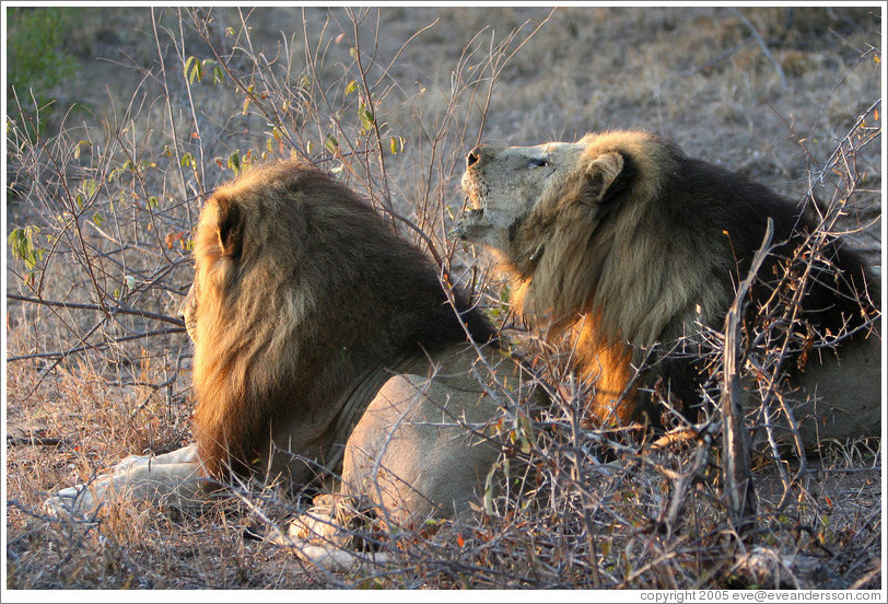 Lions.   One is roaring.