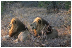 Lions.   One is roaring.