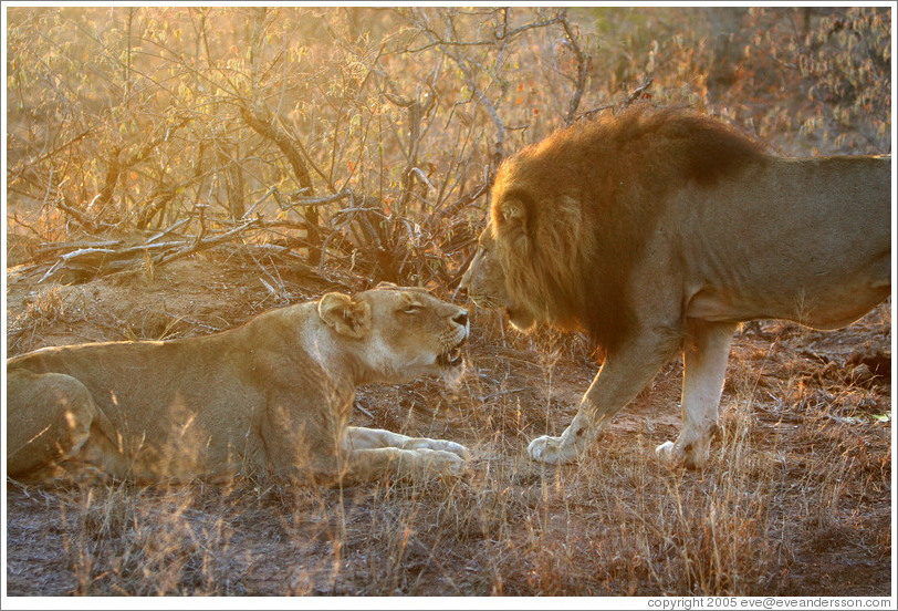 Lion and lioness, roaring.
