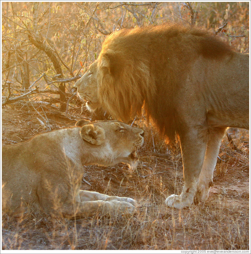 Lion and lioness, roaring.