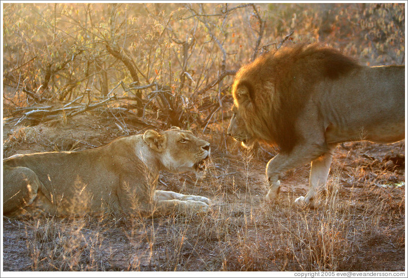 lions and lionesses. Lion and lioness, roaring.