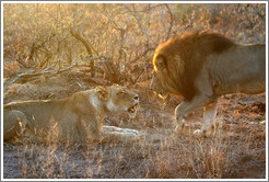 Lion and lioness, roaring.