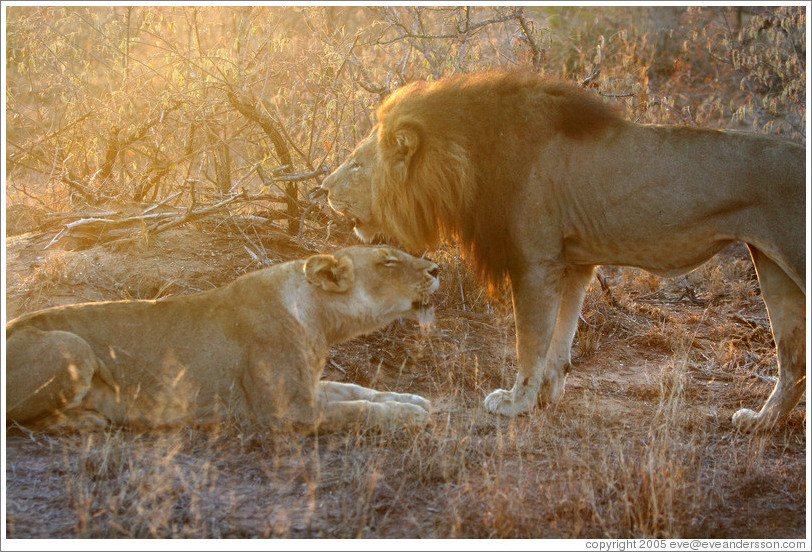 Lion and lioness, roaring.