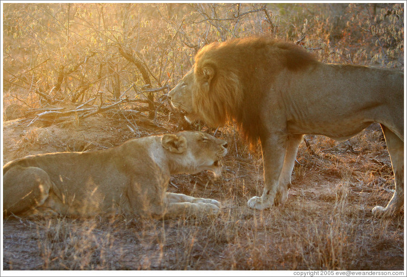 Lion and lioness, roaring.