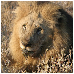 timbavati-lions-131-small.jpg