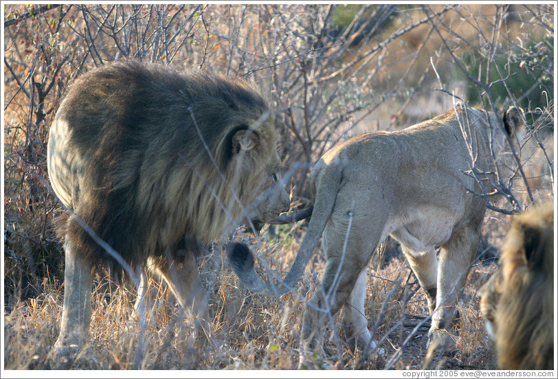 Lion sniffing lioness' behind.
