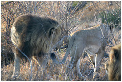 Lion sniffing lioness' behind.