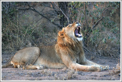 Lion yawning.