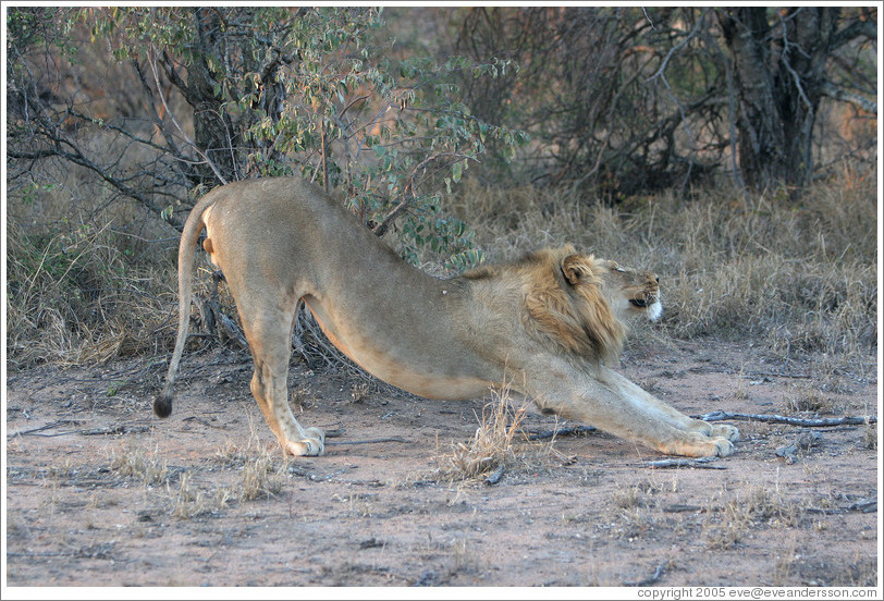 Lion stretching.