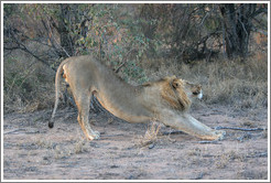 Lion stretching.