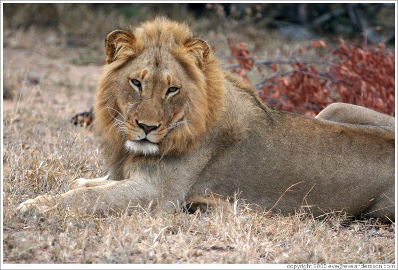 Lion (Photo ID 11734 timbavat) Lion (Photo ID 11734 timbavat)