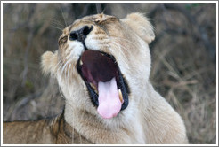 Lioness yawning.