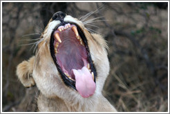 Lioness yawning.