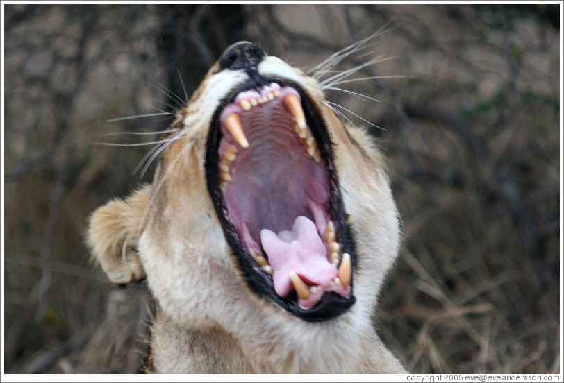 Lioness yawning.