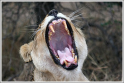 Lioness yawning.