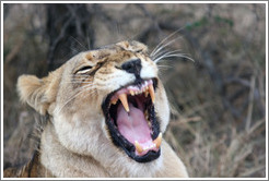 Lioness yawning.