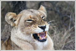 Lioness yawning.