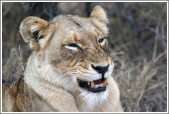 Lioness yawning.