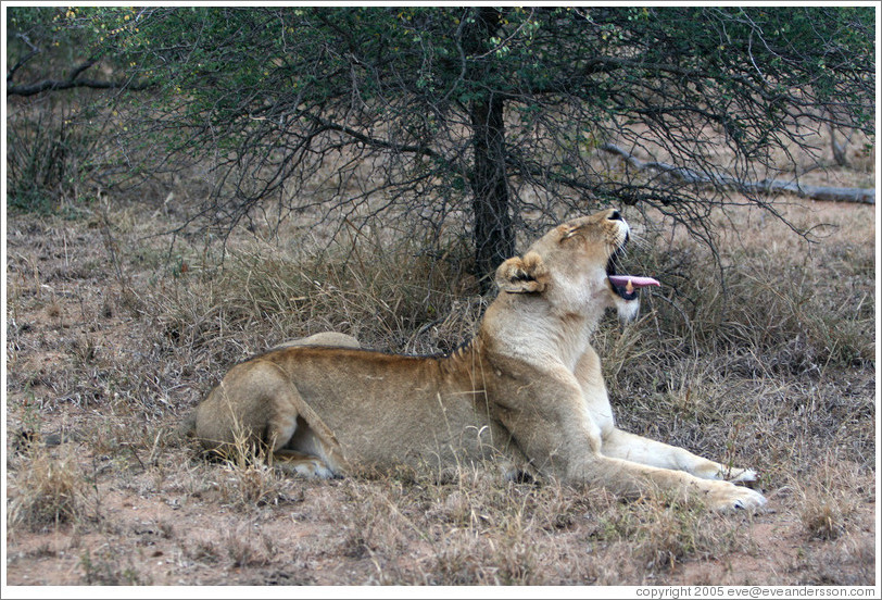 Lioness yawning.