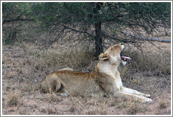 Lioness yawning.