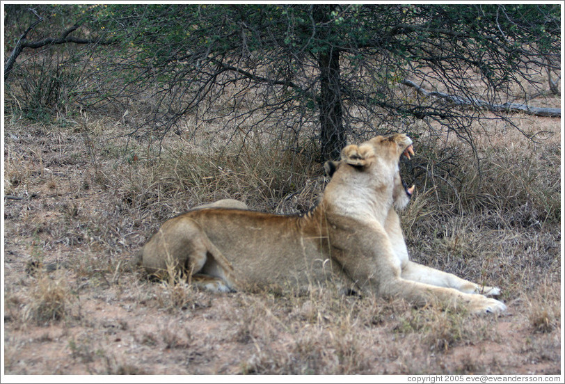 Lioness yawning.