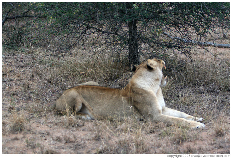Lioness yawning.