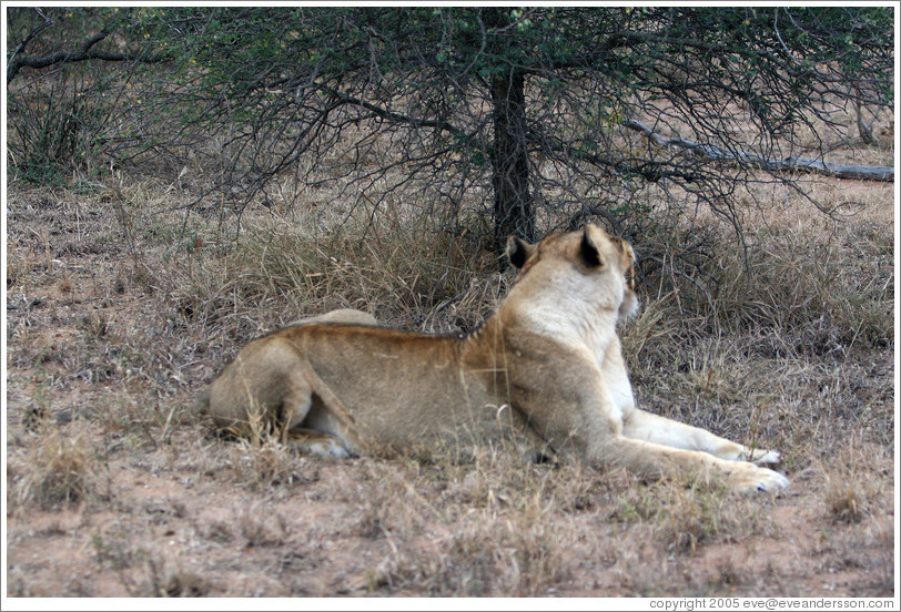 Lioness yawning.