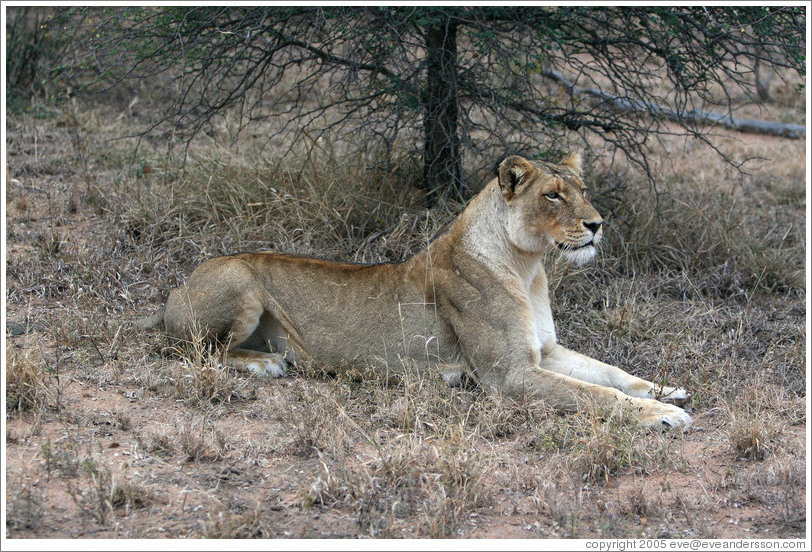 Lioness preparing to stalk prey.