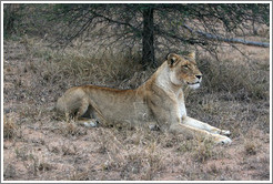 Lioness preparing to stalk prey.