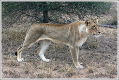 Lioness stalking prey.