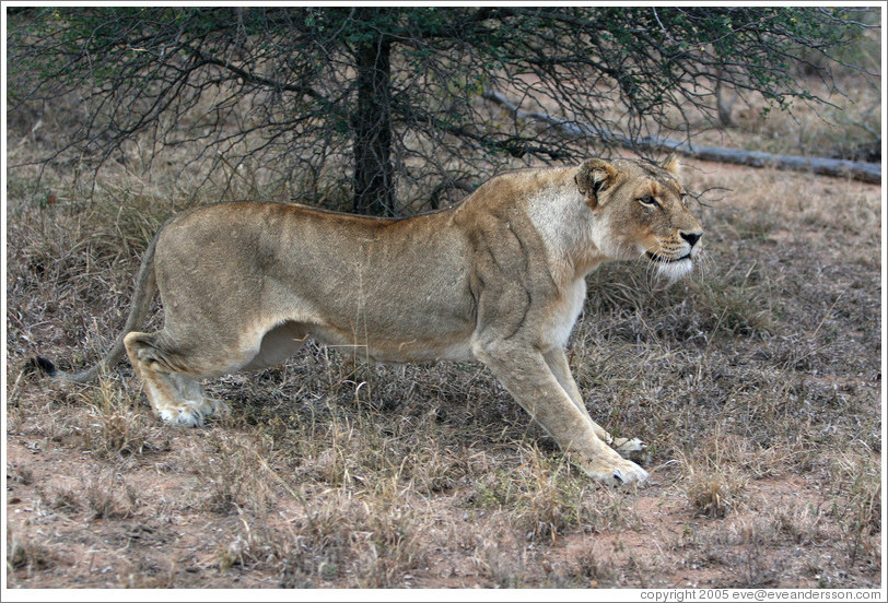 Lioness stalking prey.