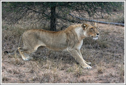 Lioness stalking prey.