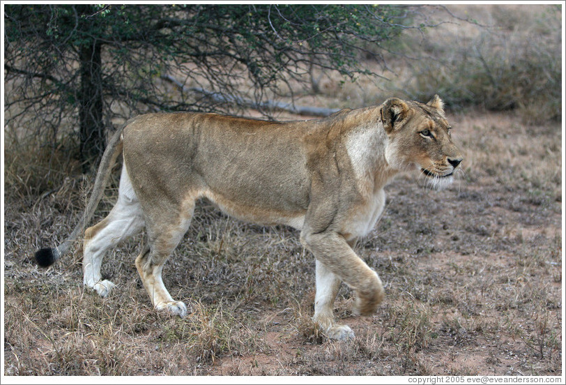 Lioness stalking prey.