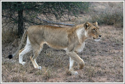 Lioness stalking prey.