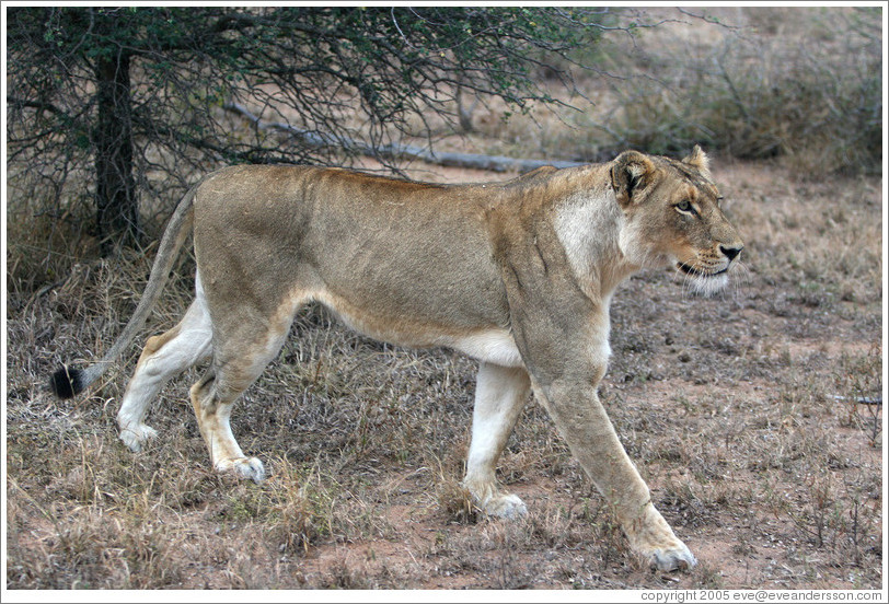 Lioness stalking prey.