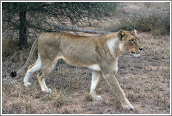 Lioness stalking prey.