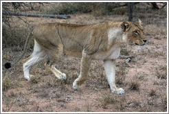 Lioness stalking prey.