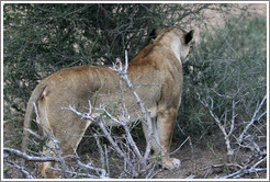 Lioness stalking prey.