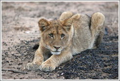 Lion cub resting in impala dung.