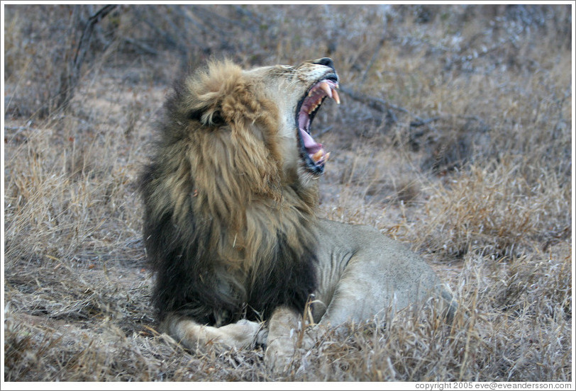 Lion yawning.