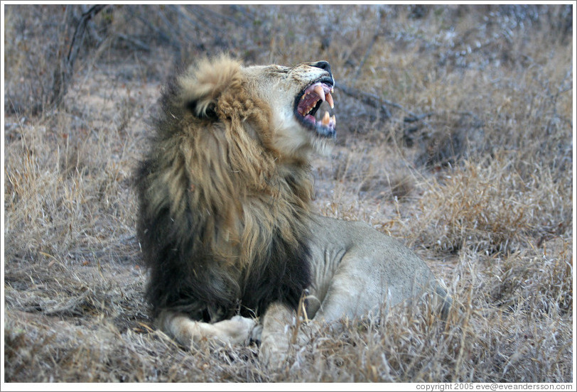 Lion yawning.