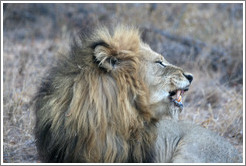 Lion yawning.