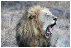 Lion yawning.