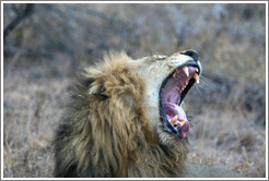 Lion yawning.