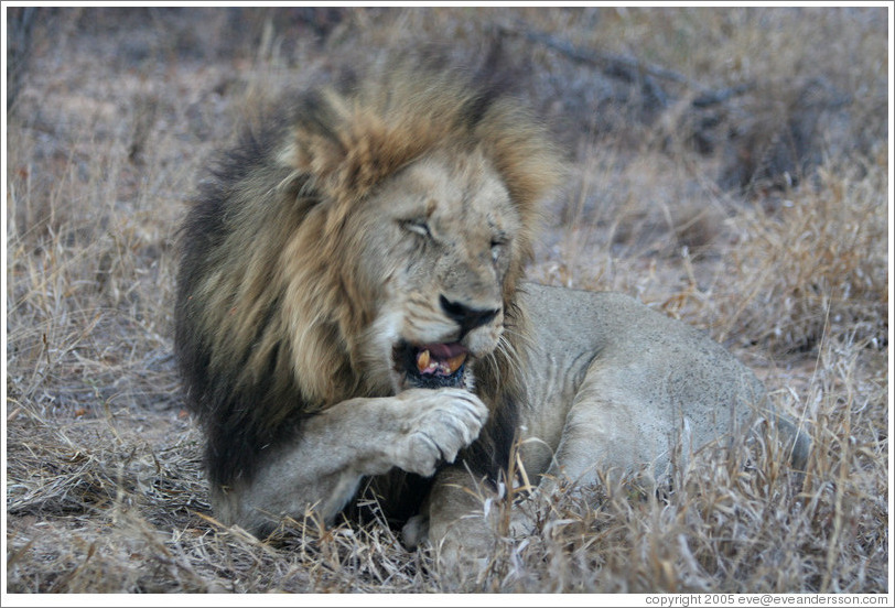 Lion licking paw.